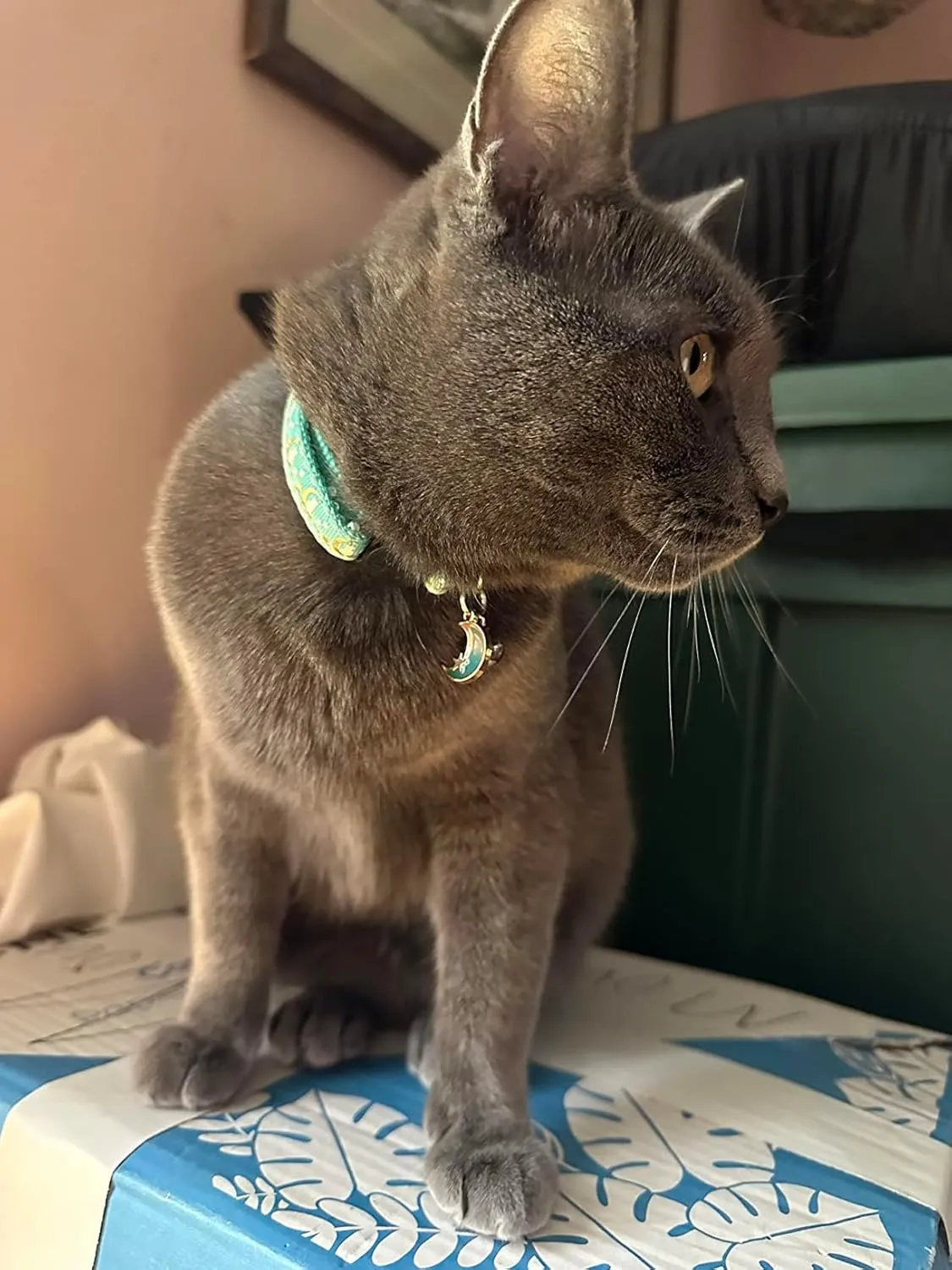 2 Pack Breakaway Cat Collar with Bells,Adjustable Moon and Star Kitten Safety Collars for Boys & Girls,Purple Teal