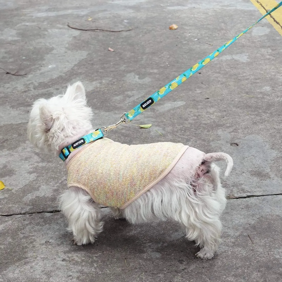 azuza Dog Collar and Leash Set, Lemon Patterns on Blue Nylon Collar and Matching Leash, Great Option for Medium Dogs