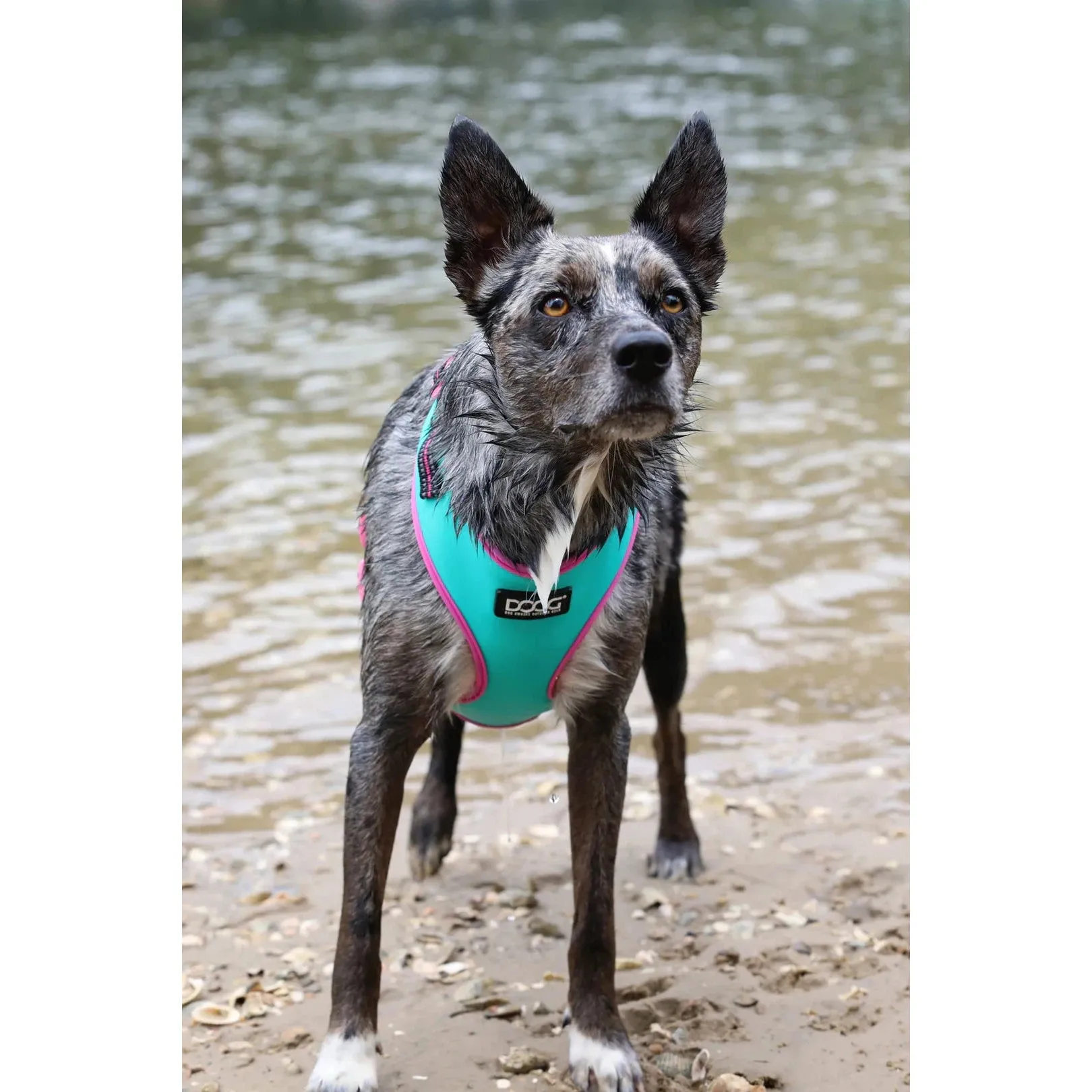 DOOG Neoflex Neoprene Rin Tin Tin Neon Teal and Pink Dog Harness Extra Small