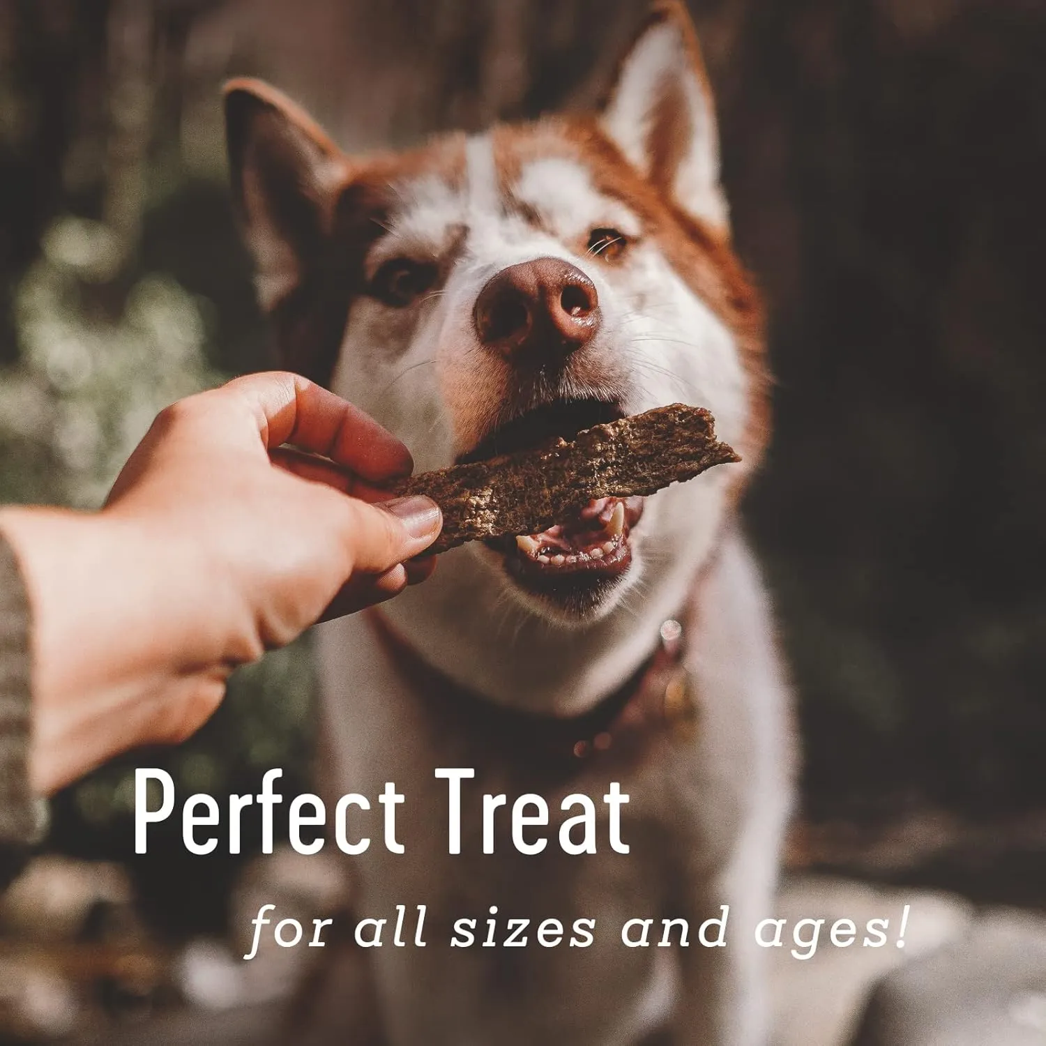Farm Hounds - Duck Strips - Premium Natural Jerky for Dogs - Made from 100% Humanely Raised Duck - Break-to-Size - Great for Training & Treats - No Added Fillers - Made in USA - 4.5 oz - 1 Pack