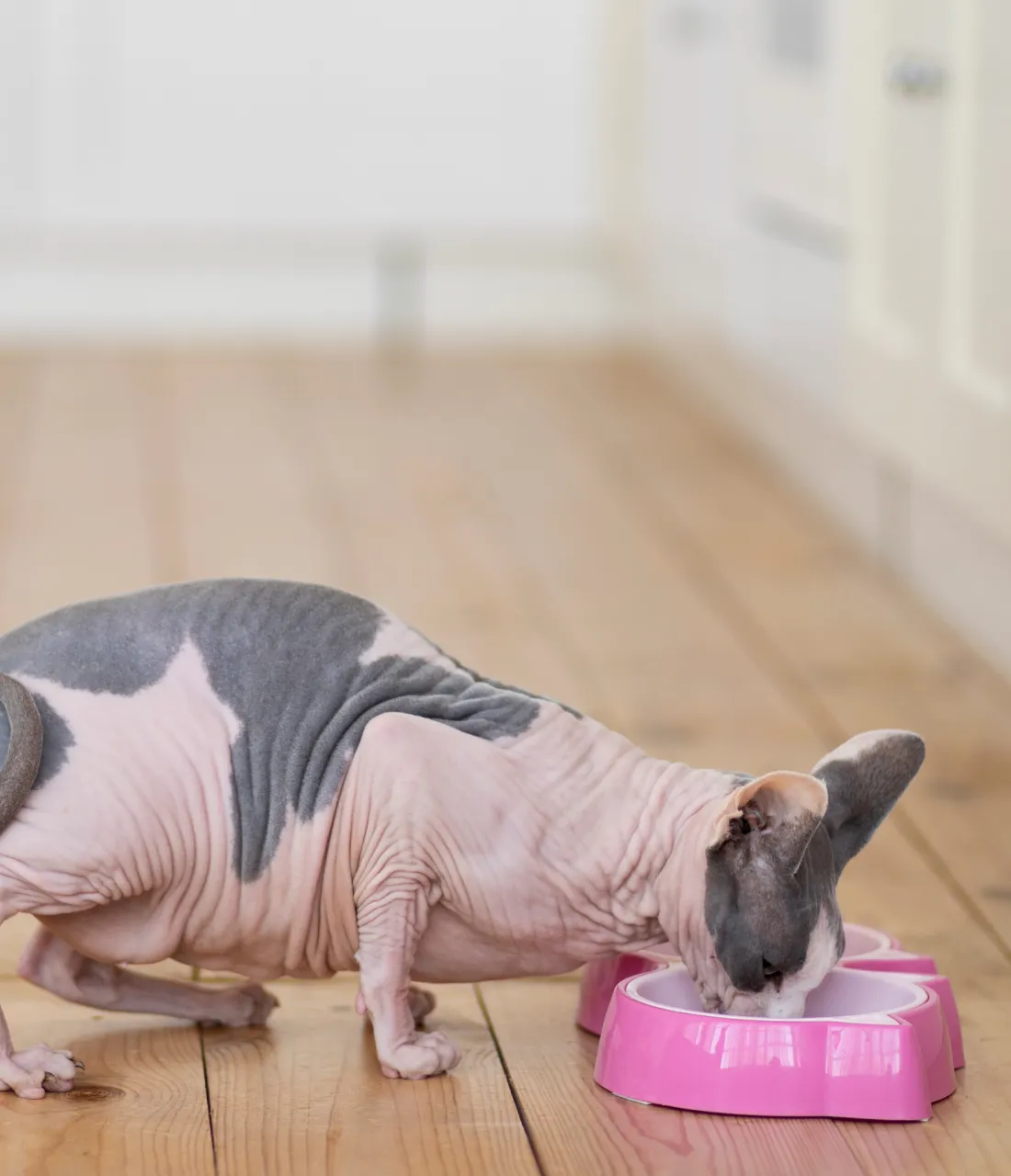 Food bowl