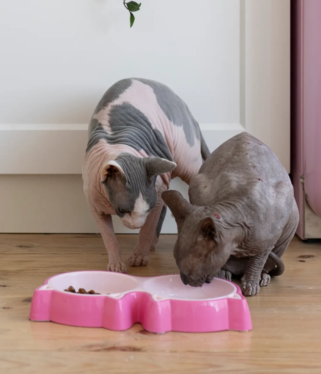 Food bowl