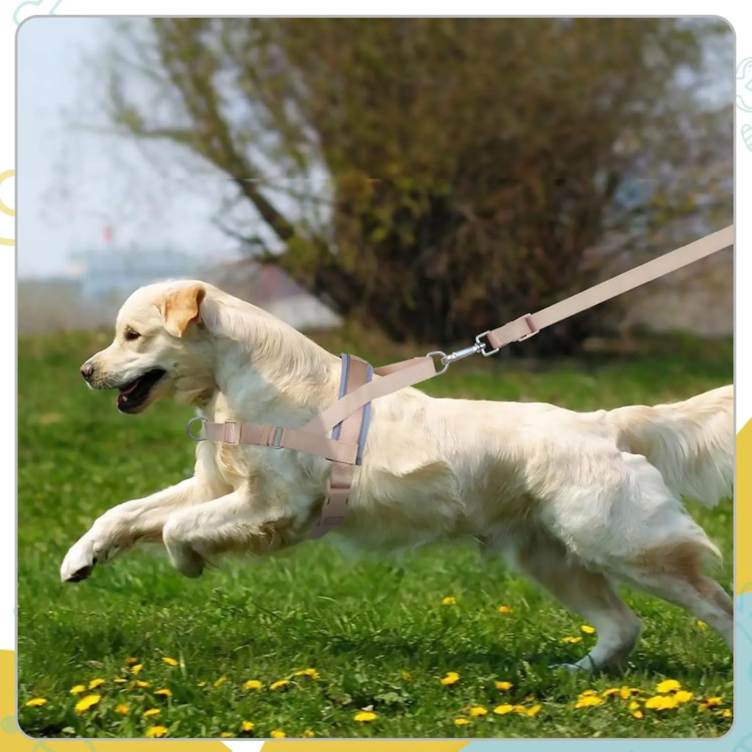 Wisedog No Pull Dog Harness - Adjustable Webbing Dog Halter Harness with Reflective Soft Padded for Large Dogs(Sand Color, M|Neck=16.5"-19"/Chest=22"-27")