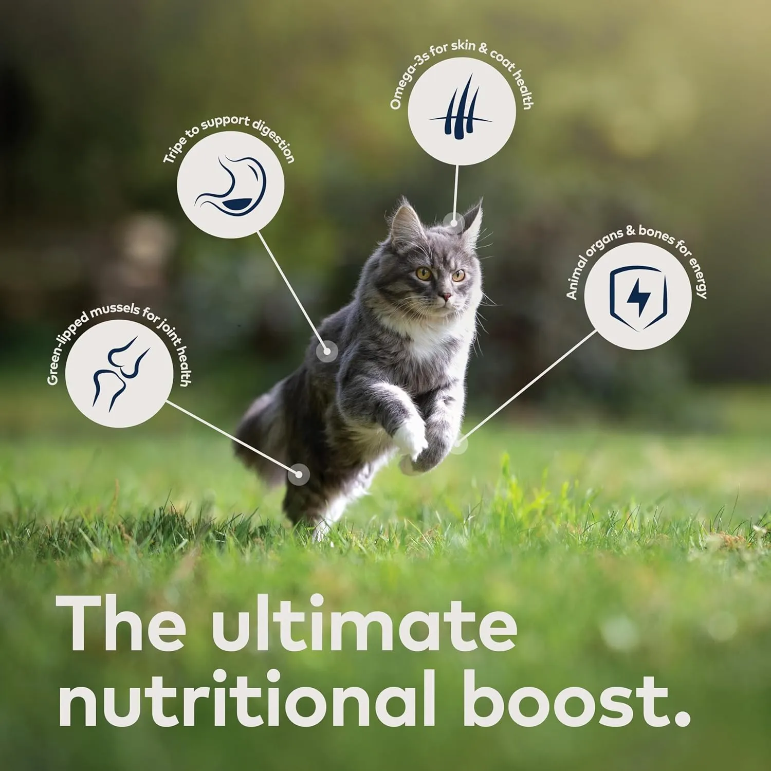 ZIWI Peak Canned Wet Cat Food  All Natural, High Protein, Grain Free, Limited Ingredient, with Superfoods (Rabbit & Lamb, Case of 12, 6.5oz Cans)
