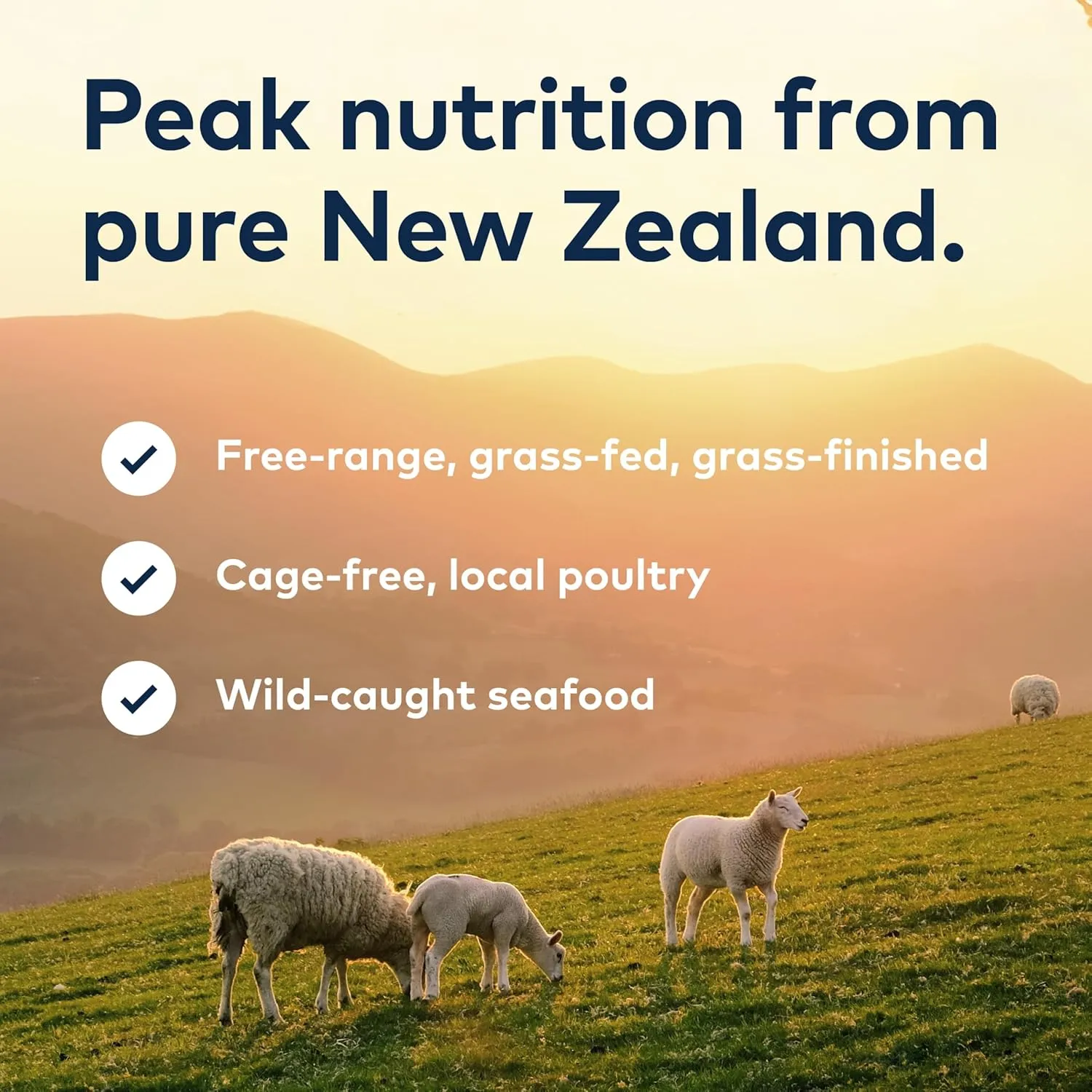ZIWI Peak Canned Wet Cat Food  All Natural, High Protein, Grain Free, Limited Ingredient, with Superfoods (Rabbit & Lamb, Case of 12, 6.5oz Cans)